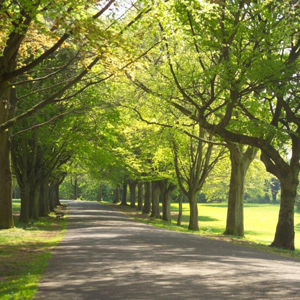 Clifton walks