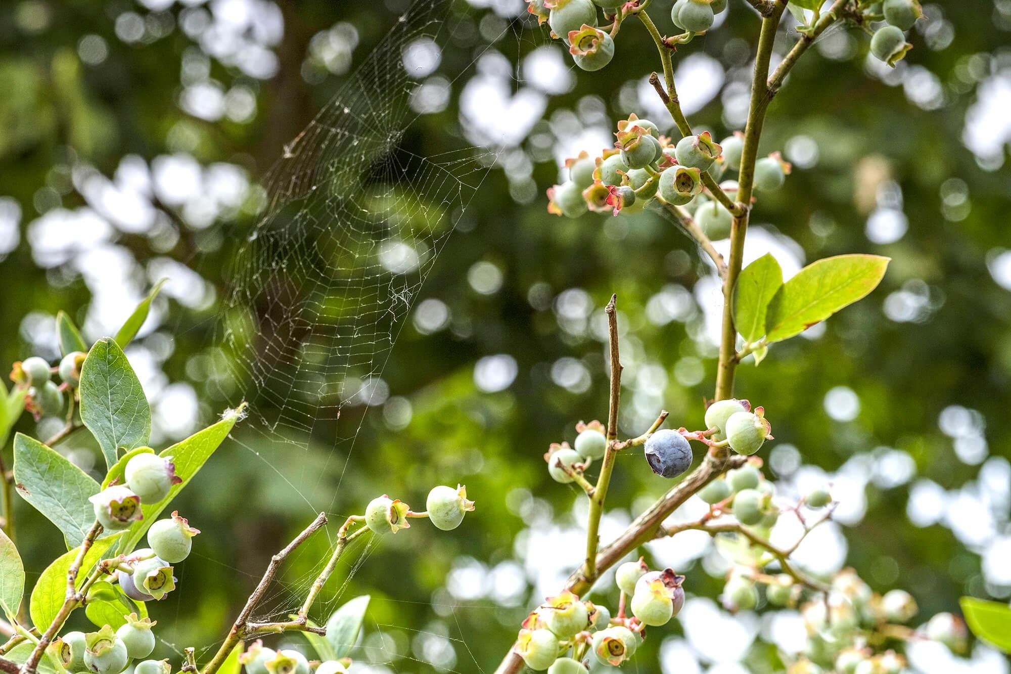 Spider
