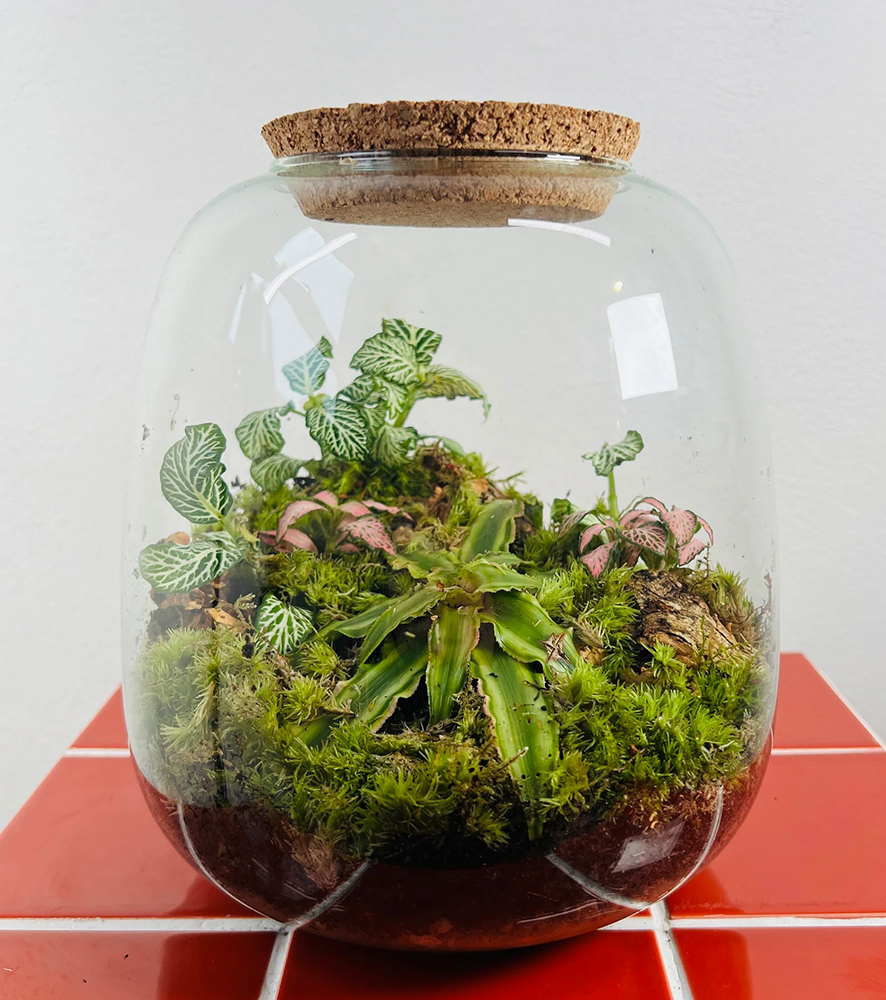 Terrarium