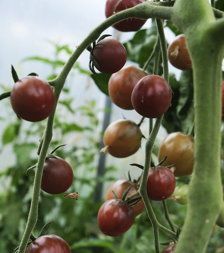 Tomato